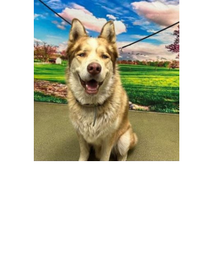 Shelter staff named me SIMBA and I am a neutered male, red and tan Siberian Husky. The shelter thinks I am about 4 years old. I weigh approximately 84.00 lbs. I have been at the shelter since Oct 03, 2025 and I may be available for adoption on Oct 10, 2025 at 4:00PM. ID#A543814