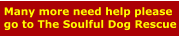 Many more need help please go to The Soulful Dog Rescue
