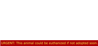 URGENT: This animal could be euthanized if not adopted soon. Maggie is Urgent Listed This beautiful girl is urgent listed  because she is declining in the  Shelter environment and isn’t coping   well at all!! Dogs on this list, if not adapted quickly, will end up on the  euthanasia list!!