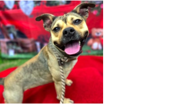 HI! My Name Is  Kiwiberry Pet ID:  #A750284 Intake  Date: 10/05/2025  Gender: Female  Age: 11 Months Old  Breed: American  Bully German  Shepherd Mix  Found At: 7800 E  Wardlow Rd, Long  Beach, CA 90808