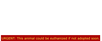 URGENT: This animal could be euthanized if not adopted soon. We are now trying to find a home for a male  that came in with her.His name is Roco Urgent Listed for SPACE!!!  Roco didn't do anything wrong!  The shelter will kill him  simply for Space!!! Please save him!