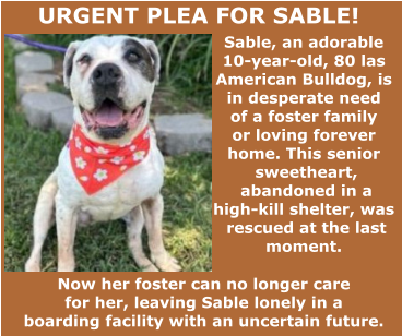 URGENT PLEA FOR SABLE!  Sable, an adorable  10-year-old, 80 las  American Bulldog, is  in desperate need  of a foster family  or loving forever  home. This senior  sweetheart,  abandoned in a  high-kill shelter, was  rescued at the last  moment.  Now her foster can no longer care  for her, leaving Sable lonely in a  boarding facility with an uncertain future.