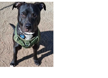 This young pup  needs a foster or  adoptive home with  someone who has the  time and resources to  train him properly.  His current living  situation isn't suitable  for his well-being, so  finding placement is  urgent. He was  originally left  at this location for  only a few days, but  his owner never  came back