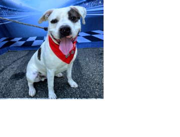 URGENT:  Needs Rescue   ID: #A753409  HI! My Name  Is Theodore Intake Date:  12/05/2025  Gender Age: 1 Year Old  Breed: American Bulldog Mix Found  At: 100 Cherry Ave,  Long Beach, CA 90802