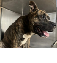 FREDDY A2261820