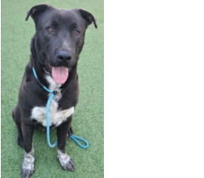 URGENT:  Needs Rescue   ID: A2244313 This Handsome  young boy  will lose his  life on 7/24! Simply because  the Shelter is  above capacity!  Don't let this  be the reason  why He dies!