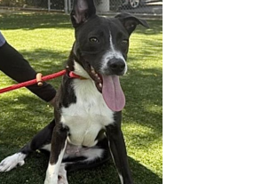 ID: A2282646 Oreo is  Urgent  Listed!!!  Oreo is a  terrified seven  month old  boy now urgent  listed and on  borrowed time,  he needs  saving ASAP!