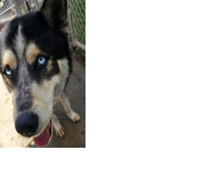 ID: A2285901 MEET BRADLEY, HE NEEDS SOMEONE  TO RESCUE HIM  BY 8/26/26!!!!!   MALE,  SIBERIAN HUSKY.  Scheduled Euthanasia Date:  08/27/26!    Reason for euthanasia:  Unmanageable FAS  (fear, anxiety stress)  Last day to take animal:  08/26/26 Scheduled  euthanasia date:08/27/26  If animal is available  for New Hope, adoption foster: Available for New Hope, adoption, foster. Contact: Annette 323-898-9239                Bonnie   818-430-5959                Jasmine 323-565-2161