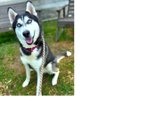 HI! My Name  Is Sonic  10 Months  Old, Male  Breed: Siberian  Husky  Found At:  17924  San Gabriel Ave,  Cerritos, CA ID: #A768628 Intake Date: 10/19/2026 Orange County Tustin, California 92782